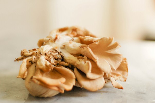 奎奴亚藜蛋糕用芦笋和蘑菇。所以吓坏了。无麸质，素食。从盛开到茎|因为可口www.andrewtoms.com.