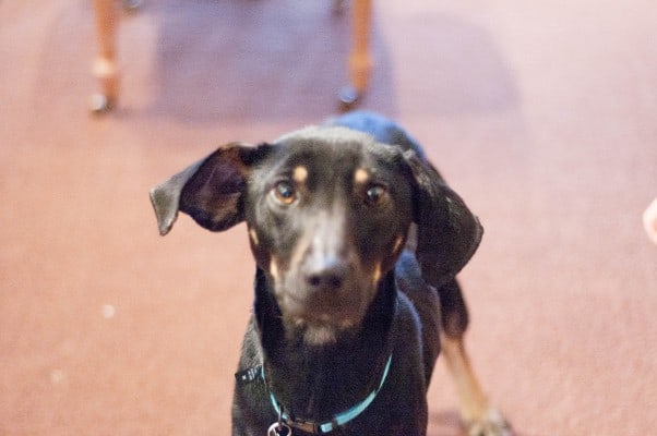 Inka。2015年1月。从花到茎|因为美味www.andrewtoms.com