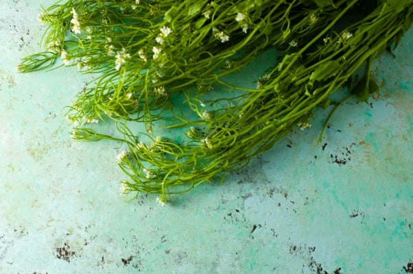 如何处理野生大蒜芥菜?做大蒜芥末辣酱。从花到茎|因为美味www.andrewtoms.com