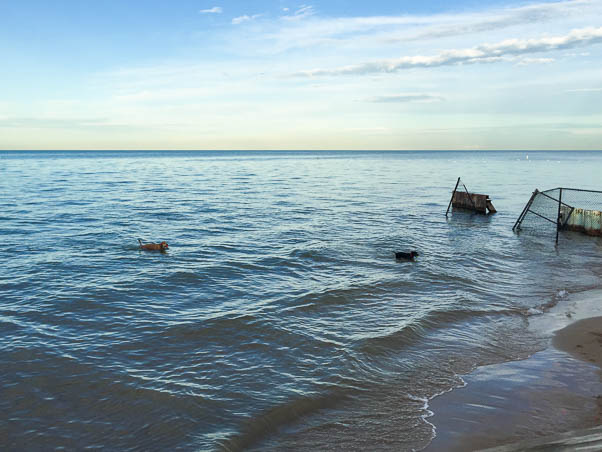 密歇根湖，福斯特海滩，芝加哥。2015年9月。从开花到干| www.andrewtoms.com